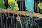 Zdjęcie do ogłoszenia: Papugi faliste