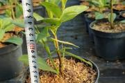 Zdjęcie do ogłoszenia: Laurowiśnia Wschodnia 'Rotundifolia' 10-25 cm Donica 2L