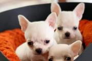 Zdjęcie do ogłoszenia: Piękne szczenięta Chihuahua