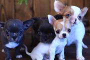 Zdjęcie do ogłoszenia: Piękne szczenięta Chihuahua do adopcji