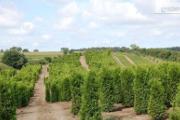 Zdjęcie do ogłoszenia: Tuja Brabant 220-250cm Dostawa Gratis
