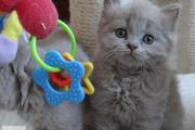 Zdjęcie do ogłoszenia: Wijątkowe kocięta brytyjskie niebieskie i liliowe - SUPER charakter !