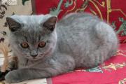 Zdjęcie do ogłoszenia: Koteczka brytyjska czeka na kochający dom
