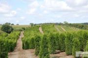Zdjęcie do ogłoszenia: Tuja Brabant 200-220CM Dostawa Gratis