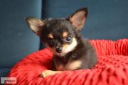Zdjęcie do ogłoszenia: Sprzedam suczkę Chihuahua