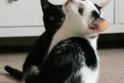 Zdjęcie do ogłoszenia: YIN i YANG - miziaste kocie rodzeństwo!