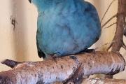 Zdjęcie do ogłoszenia: Modrolotka niebieska - papuga kozia