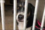 Zdjęcie do ogłoszenia: Cudowna sunia BRONIA szuka domu! Do adopcji!