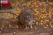 Zdjęcie do ogłoszenia: KRISOFF zwalczanie szczurów , odszczurzanie tepienie likwidacja