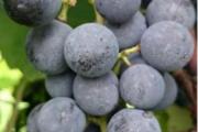 Zdjęcie do ogłoszenia: Sadzonki winorośli -Isabela. Słodki winogron -30°C