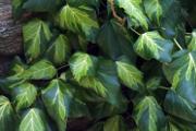 Zdjęcie do ogłoszenia: Bluszcz sadzonka kolchidzki SULPHUR HEART 50 -70 cm i inne