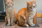 Zdjęcie do ogłoszenia: Piękne rude kotki czekają na wspólny dom