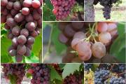 Zdjęcie do ogłoszenia: Zestaw 8 winogron bezpestkowych. Winorośl sadzonki