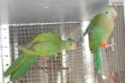 Zdjęcie do ogłoszenia: Papuga królewska szkarłatka