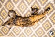 Zdjęcie do ogłoszenia: Merida- piękna, miła, wysterylizowana kotka szuka dobrego domu