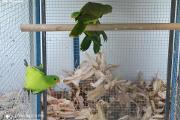 Zdjęcie do ogłoszenia: Papugi czerwonoskrzydłe krasnopiórkai 21