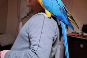 Zdjęcie do ogłoszenia: Sprzedam papugę ara ararauna.