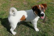 Zdjęcie do ogłoszenia: Jack Russell Terrier - rodowodowe szczenięta FCI (Han)