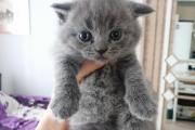 Zdjęcie do ogłoszenia: Kot brytyjski niebieski
