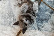 Zdjęcie do ogłoszenia: Kocurek niebieski długowłosy kocięta brytyjskie