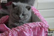 Zdjęcie do ogłoszenia: Kot brytyjski kocurek