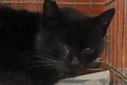 Zdjęcie do ogłoszenia: ZUZIA - czarna koteczka, po śmierci Pana trafiła na ulicę, błaga o dom!