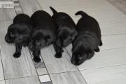 Zdjęcie do ogłoszenia: Szczeniaki Labrador Retriever Czarne Badania Genetyczne!