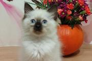 Zdjęcie do ogłoszenia: Piękne kocięta ragdoll na sprzedaż