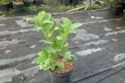 Zdjęcie do ogłoszenia: Laurowiśnia Wschodnia 'Rotundifolia' 30-50cm Donica 2L