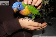 Zdjęcie do ogłoszenia: Lorysa papugi oswojone ręcznie wykarmione:)
