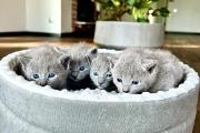 Zdjęcie do ogłoszenia: Rosyjskie niebieskie kocięta