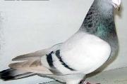 Zdjęcie do ogłoszenia: Obraczkomat obraczkowanie gołębi dorosłych