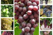 Zdjęcie do ogłoszenia: Zestaw 10 winogron bezpestkowych. Winorośl sadzonki
