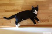 Zdjęcie do ogłoszenia: Czarny 8-miesięczny kotek szuka domu