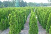 Zdjęcie do ogłoszenia: Tuja szmaragd 100 do 120 cm Dostawa gratis Balot Thuja smaragd