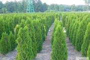 Zdjęcie do ogłoszenia: THUJA SMARAGD TUJA SZMARAGD 80-100CM! DOSTAWA GRATIS