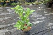 Zdjęcie do ogłoszenia: Laurowiśnia Wschodnia 'Rotundifolia' 15-40cm Donica 2L