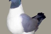 Zdjęcie do ogłoszenia: Obraczkomat obraczkowanie gołębi dorosłych