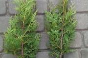 Zdjęcie do ogłoszenia: Thuja Brabant 40-60 cm Tuja Brabant 40-60 cm w donicy Tania wysyłka