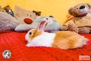 Zdjęcie do ogłoszenia: Kaskaderka- cudna mała królisia do adopcji