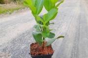 Zdjęcie do ogłoszenia: Laurowiśnia Wschodnia 'Rotundifolia' 10-35 cm Donica 0,5-2 L Dostawa