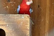 Zdjęcie do ogłoszenia: Papugi Rozelle rubino