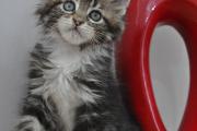 Zdjęcie do ogłoszenia: Maine Coon kocięta rodowodowe