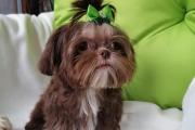 Zdjęcie do ogłoszenia: Shih tzu Salonowe Czekoladowe