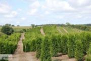 Zdjęcie do ogłoszenia: Tuja Brabant 200-220CM Dostawa Gratis