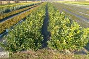 Zdjęcie do ogłoszenia: LAUROWIŚNIA ROTUNDIFOLIA 50 - 80CM GOŁY KORZEŃ CENA PROMOCYJNA! DOSTAWA GRATIS