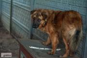 Zdjęcie do ogłoszenia: Andy młody pies szuka ciepła i domu