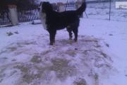 Zdjęcie do ogłoszenia: Berneński Pies Pasterski Samiec-Reproduktor Z Uprawnieniami Hodowlanymi
