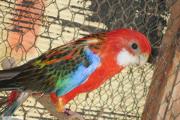 Zdjęcie do ogłoszenia: Papugi Razelle Białolice czerwone z 22 r.